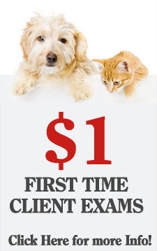 Dollar Exam - First Time Clients Only
