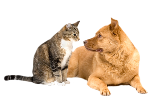 Lainer Animal Hospital - Canton, MA - Adoptions