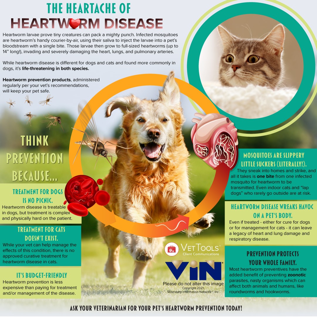 Heartworm Infographic